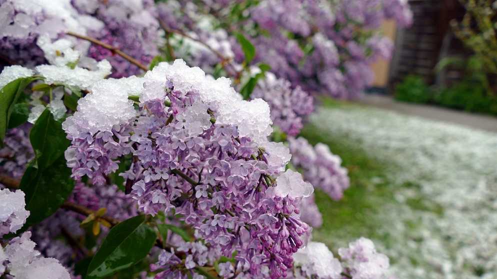 Fliederblüte mit Schnee | Bildquelle: Picture alliance/dpa