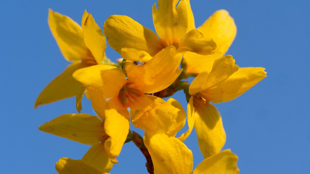 Gelbe Blüte von Forsythia | Bildquelle: Picture alliance/dpa