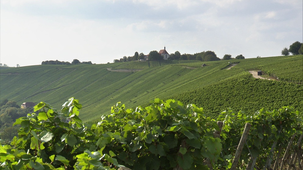 Blick auf Rebhänge rund um die Vogelsburg bei Volkach. | Bildquelle: BR