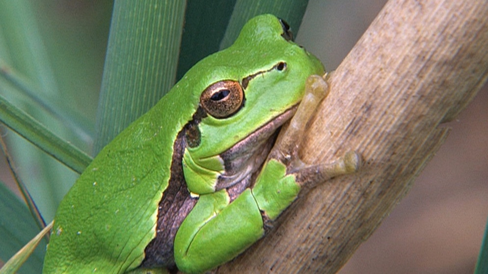 Frosch | Bildquelle: BR