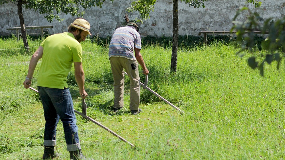 Mähen für Blumenfreunde - Sensenkurs in Benediktbeuern für den richtigen Schwund uns richtige Dengeln | Bildquelle: André Goerschel