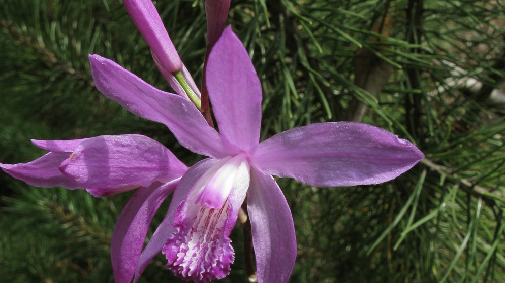 lila Gartenorchidee | Bildquelle: Picture alliance/dpa