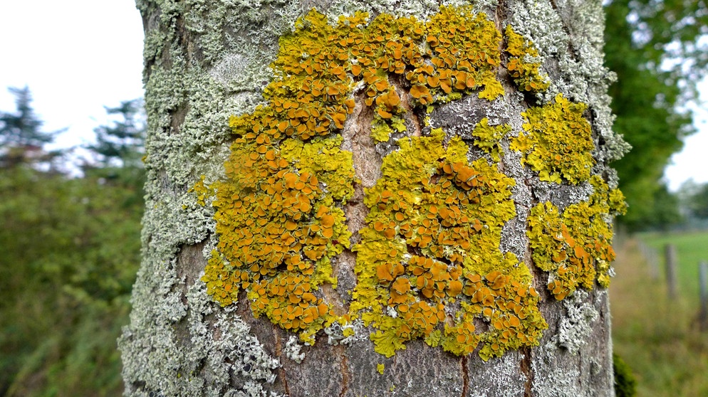 Gelbflechte an Baum | Bildquelle: Picture Aliance/dpa