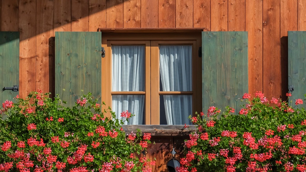 Als Fensterschmuck | Bildquelle: Picture alliance/dpa
