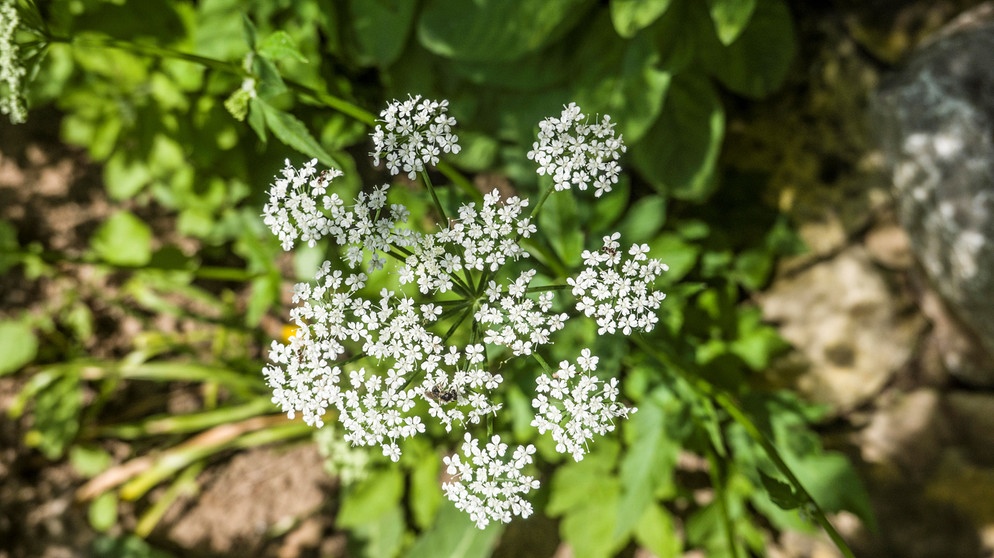 Weiße Blüte des Giersch | Bildquelle: Picture alliance/dpa