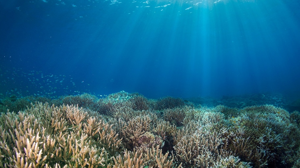 Unberührtes, intaktes Korallenriff mit Acropora Korallen, Great Barrier Reef, Australien. | Bildquelle: picture alliance / J.W.Alker 