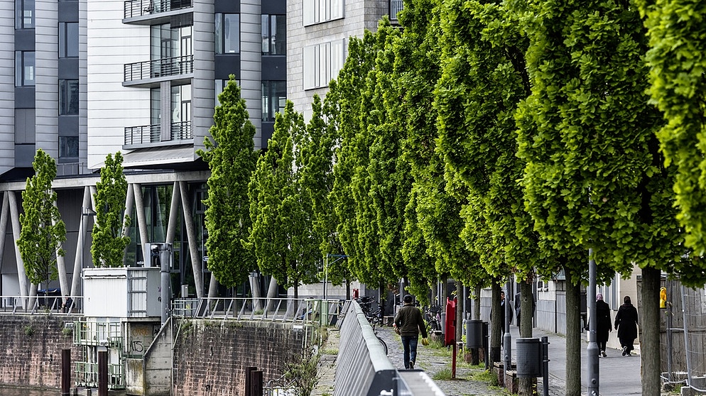 Vor allem für Nachpflanzungen im urbanen Raum sind große Bäume wesentlich besser als kleine / Nachpflanzungen im urbanen Raum. Weiterer Text über ots und www.presseportal.de/nr/126784 / Die Verwendung dieses Bildes ist für redaktionelle Zwecke honorarfrei. Veröffentlichung bitte unter Quellenangabe: "obs/Bund deutscher Baumschulen (BdB) e.V./Ferdinand Graf Luckner" Foto: Ferdinand Graf Luckner/Bund deutscher Baumschulen (BdB) e.V./obs | Bildquelle: dpa-Bildfunk/Ferdinand Graf Luckner