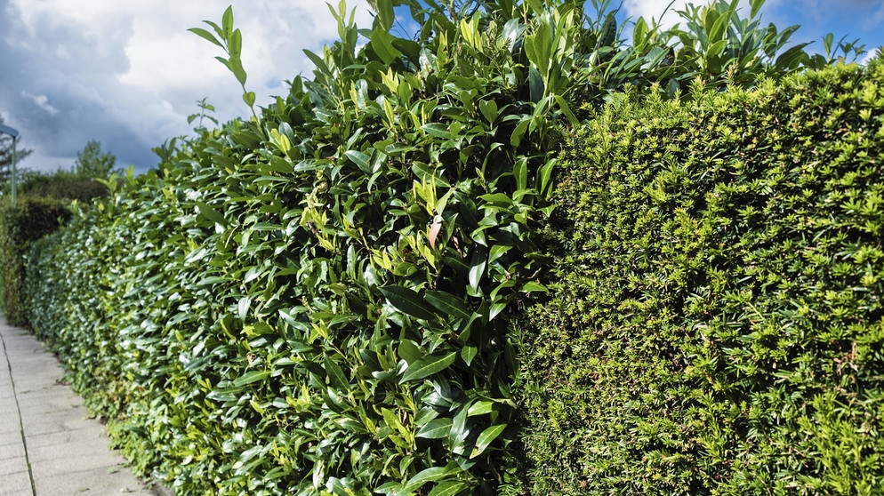 Hecke mit verschiedenen Längen | Bildquelle: Picture alliance/dpa