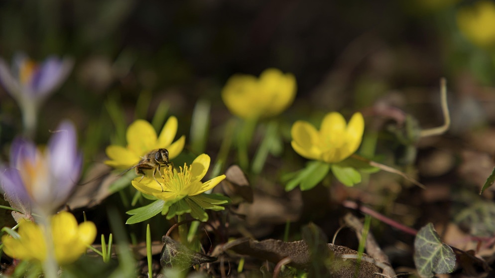 Biene auf Winterling | Bildquelle: Picture alliance/dpa