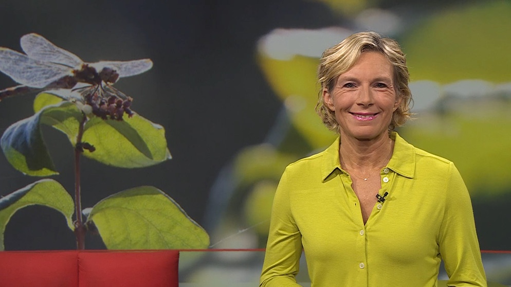 Julia Büchler moderiert die Frankenschau aktuell. | Bildquelle: BR