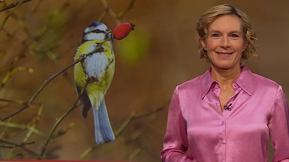 Julia Büchler beim Moderieren der Frankenschau akutell. | Bildquelle: BR
