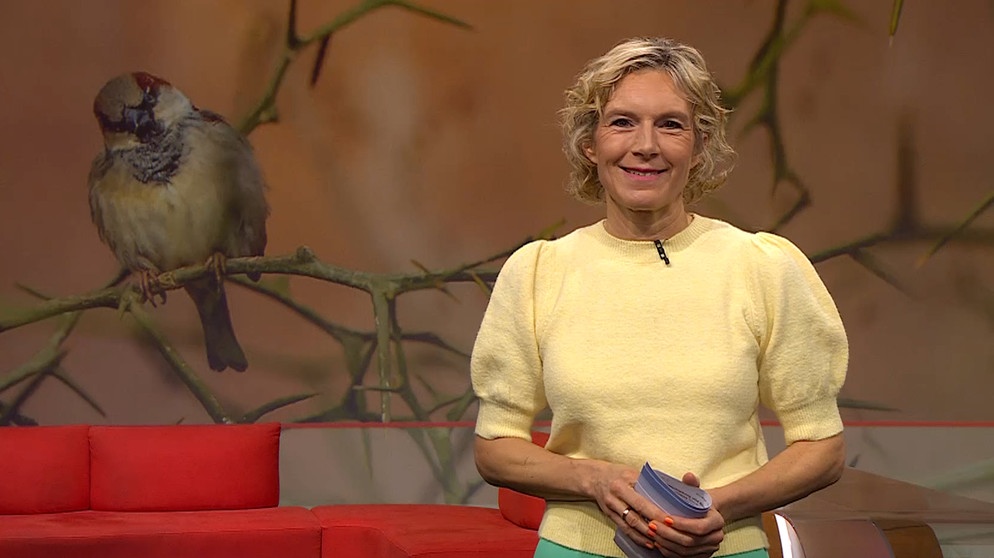 Julia Büchler moderiert die Frankenschau aktuell am 22.Februar. | Bildquelle: BR