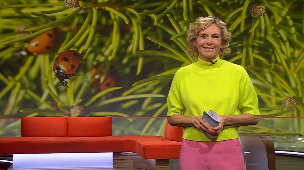 Julia Büchler moderiert die Frankenschau aktuell im BR. | Bildquelle: BR