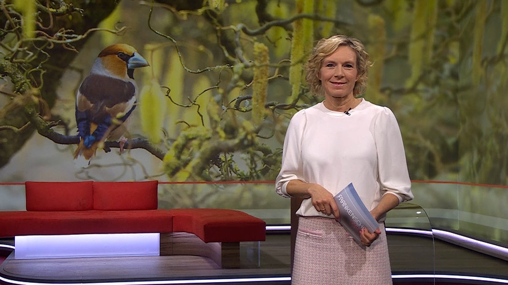 Julia Büchler moderiert die Frankenschau aktuell am 04.März. | Bildquelle: BR