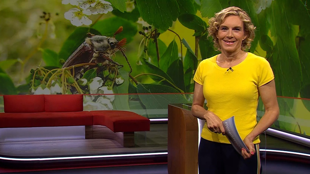 Julia Büchler moderiert die Frankenschau aktuell am 23.Mai. | Bildquelle: BR