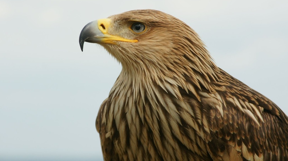 Ein junger Kaiseradler. | Bildquelle: BR/Jürgen Eichinger
