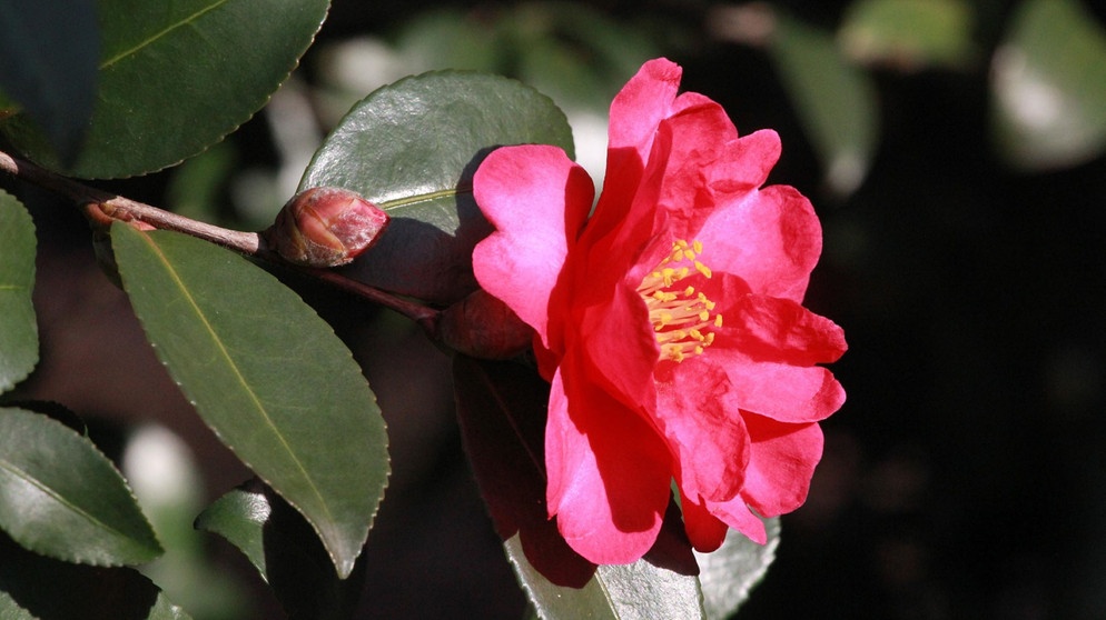 Rote offene Blüte der Kamelie | Bildquelle: picture alliance/dpa