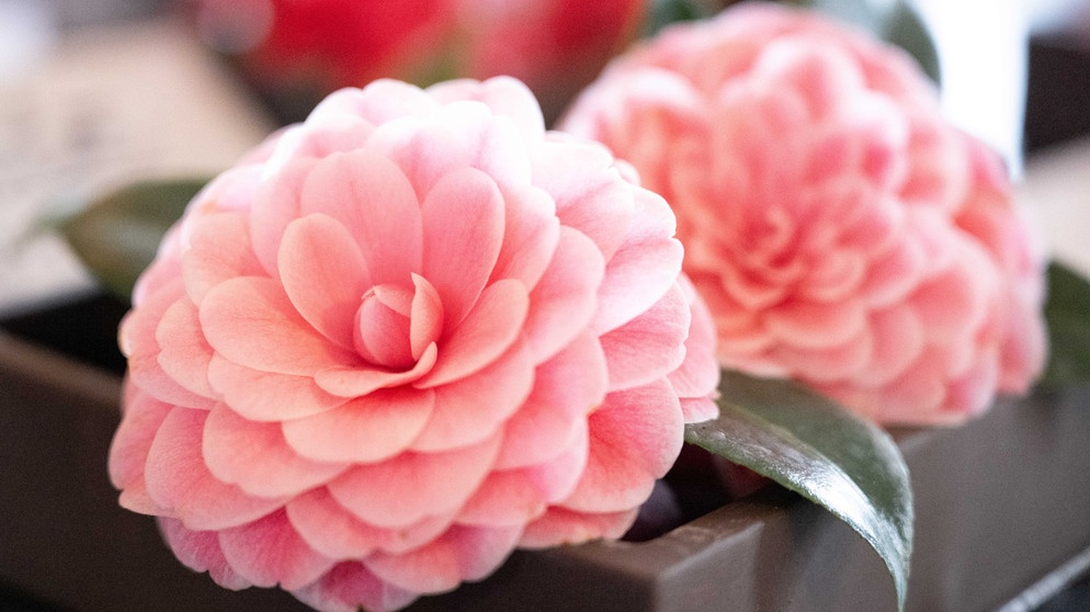 Rosa gefüllte Blüten | Bildquelle: Picture allianc/dpa
