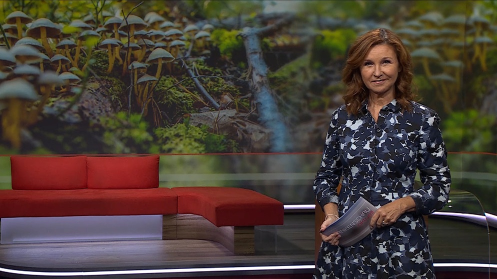 Karin Schubert moderiert die Frankenschau aktuell | Bildquelle: BR