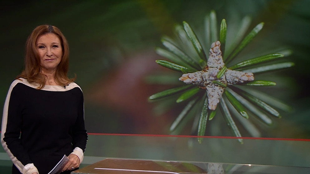 Karin Schubert moderiert die Frankenschau aktuell | Bildquelle: BR