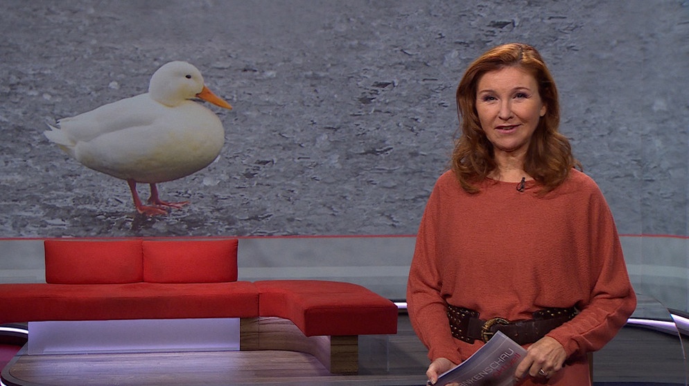 Die Frankenschau aktuell vom 7. Dezember 2023 | Bildquelle: BR Franken