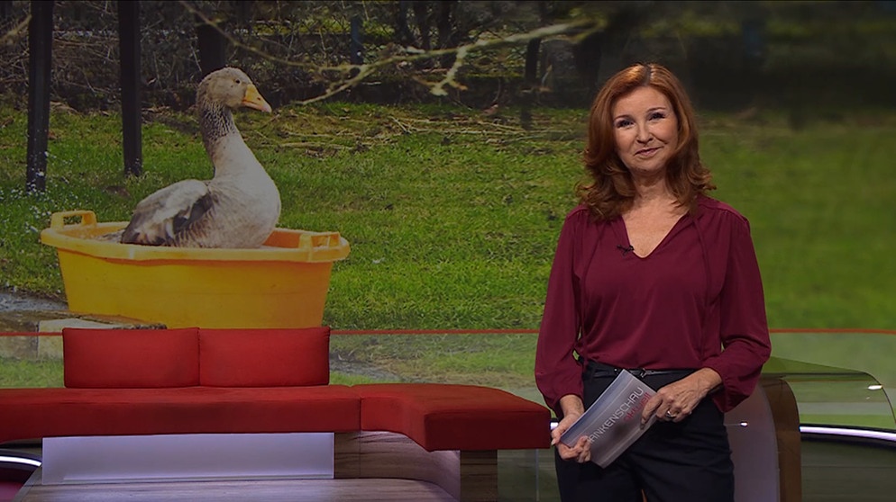 Karin Schubert moderiert die Frankenschau aktuell am 16.Februar. | Bildquelle: BR