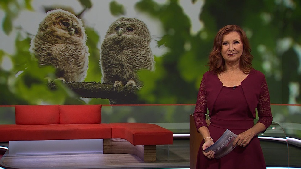 Karin Schubert moderiert die Frankenschau aktuell am 3. Mai | Bildquelle: BR