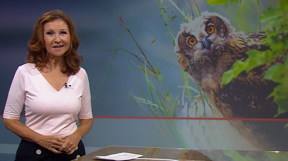 Karin Schubert moderiert die Frankenschau aktuell am 17.Juni. | Bildquelle: BR
