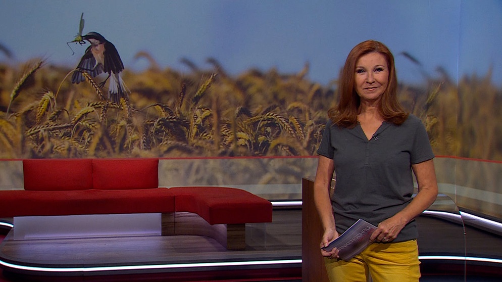Karin Schubert moderiert die Frankenschau aktuell. | Bildquelle: BR