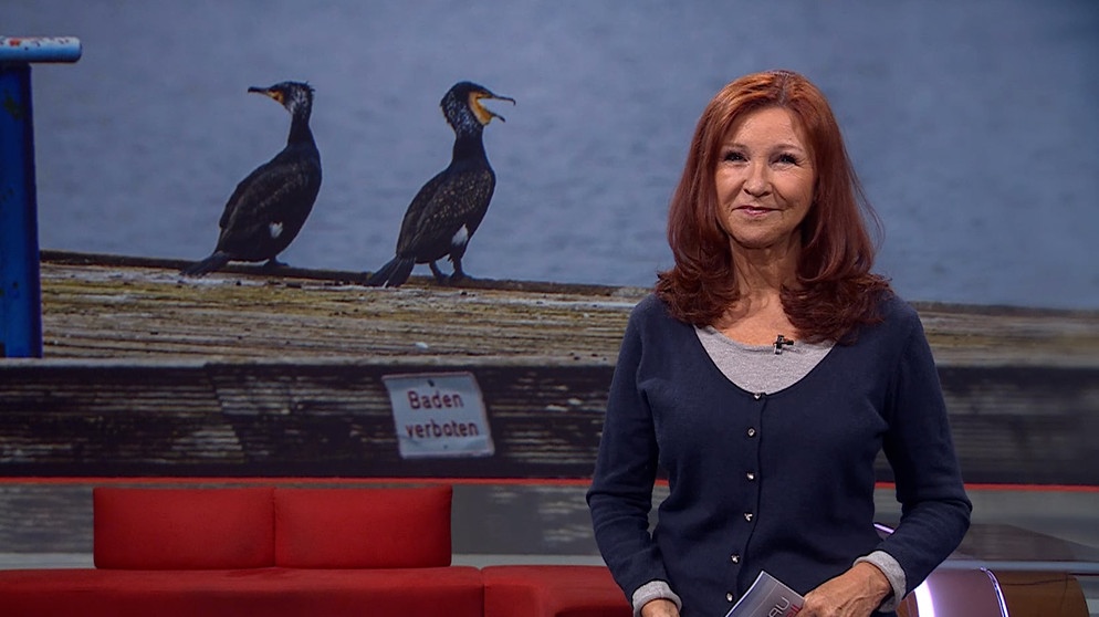 Karin Schubert moderiert die Frankenschau aktuell am 13.02.2025. | Bildquelle: BR