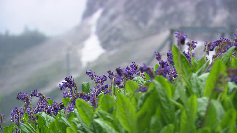 Der Klimawandel stellt Pflanzen im Hochgebirge vor neue Herausforderungen. | Bildquelle: BR