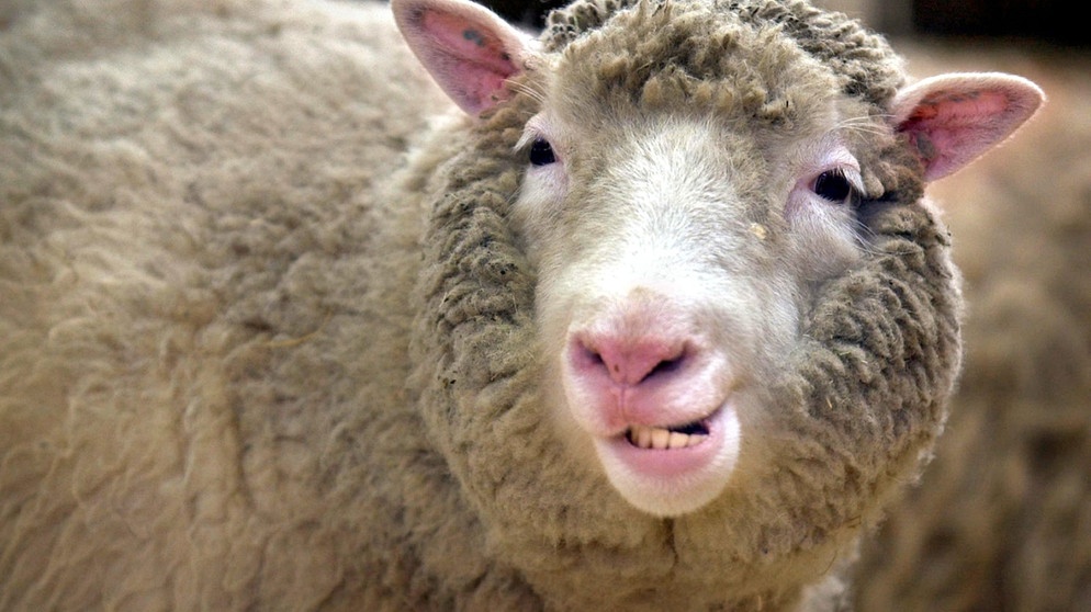 Das Klonschaf Dolly zeigt im Roslin-Institut bei Edinburgh seine Zähne. Vor einem Vierteljahrhundert erschütterte die Nachricht über die Geburt des Klonschafs Dolly die Welt der Wissenschaft und löste eine riesige Debatte aus. Viele der Befürchtungen sind nicht eingetreten. | Bildquelle: dpa-Bildfunk/Curtis