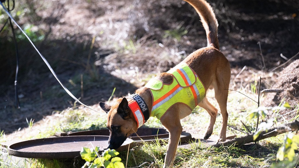 Ein Leichenspürhund steht an einem alten Wasserschacht unterhalb eines Zugang zu einem alten Bergwerksstollen an einem Waldstück.  | Bildquelle: dpa-Bildfunk/Sebastian Kahnert