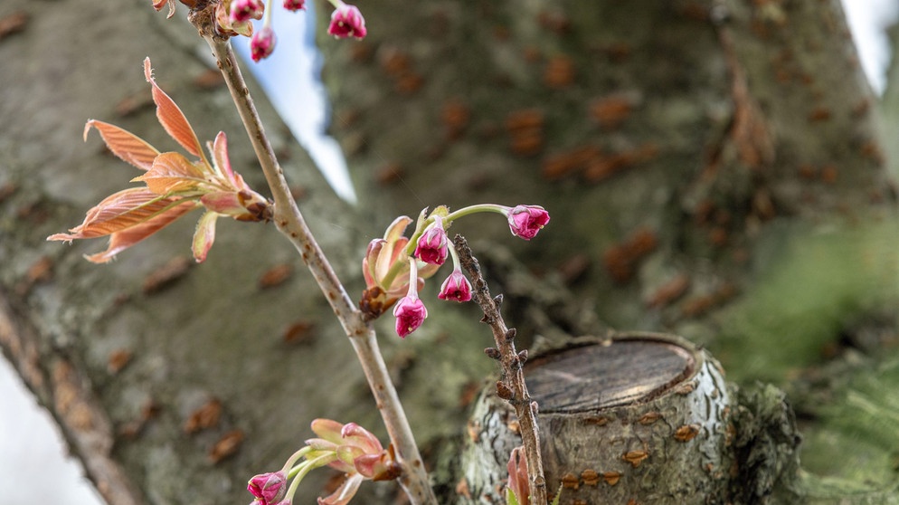 Knospen vor Stamm | Bildquelle: picture alliance/dpa