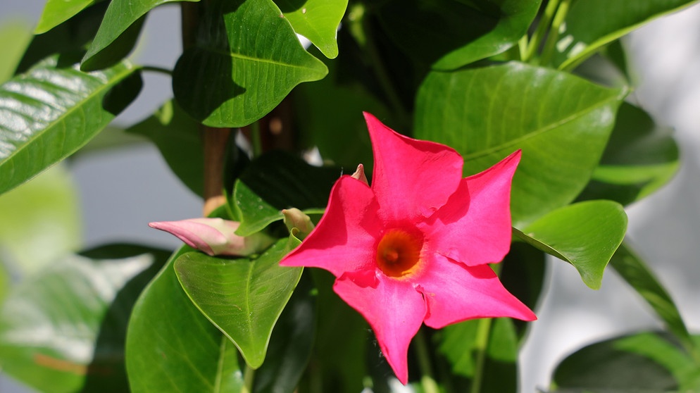Kübelpflanze mit offener roter Blüte | Bildquelle: Picture alliance/dpa