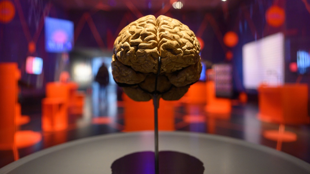 Ein Gehirnmodell ist in der Ausstellung «Künstliche Intelligenz - Maschinen - Lernen - Menschheitsträume» im Deutschen Hygiene-Museum ausgestellt. Kulturhistorische Exponate, wissenschaftliche Objekte und Beiträge sowie audiovisuelle Medien Einblicke in den aktuellen Entwicklungsstand künstlicher Intelligenz und den Umgang der Menschen mit dieser neuen Technologie sind vom 6. November 2021 bis zum 28. August 2022 zu sehen.
| Bildquelle: picture-alliance/dpa