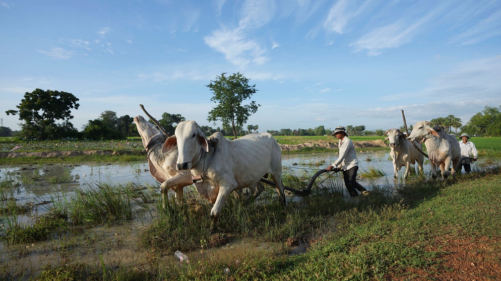 Landwirte pflügen ihr Reisfeld außerhalb von Phnom Penh, Kambodscha. | Bildquelle: dpa-Bildfunk/Heng Sinith
