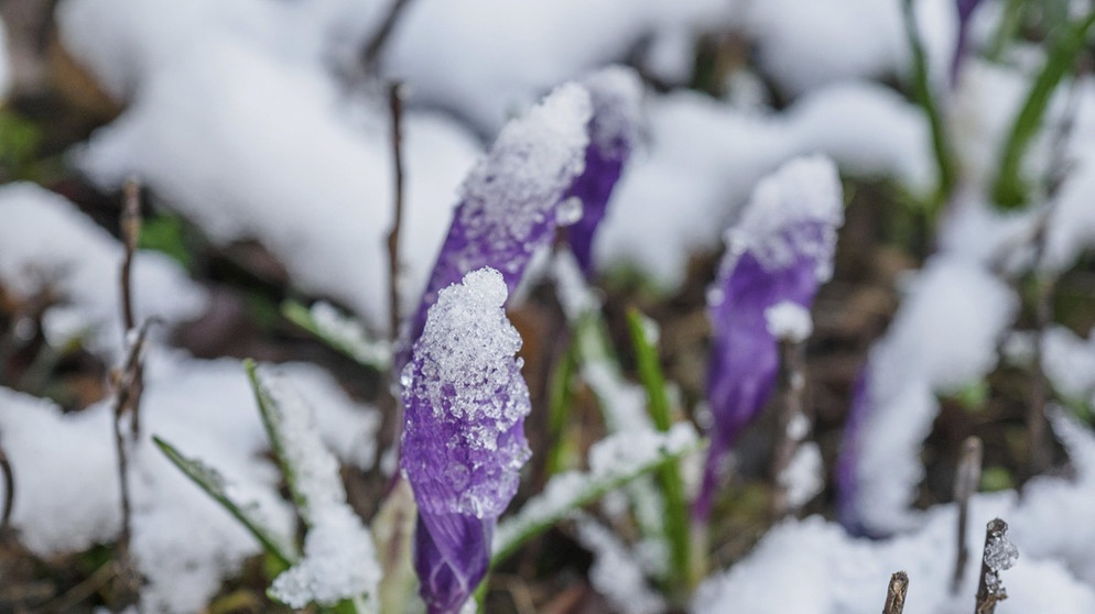 Lila Krokusse ragen im Schnee | Bildquelle: Picture alliance/dpa