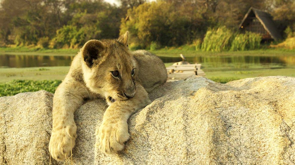 Löwe in Zimbabwe  | Bildquelle: BR/Odwin von Wurmb