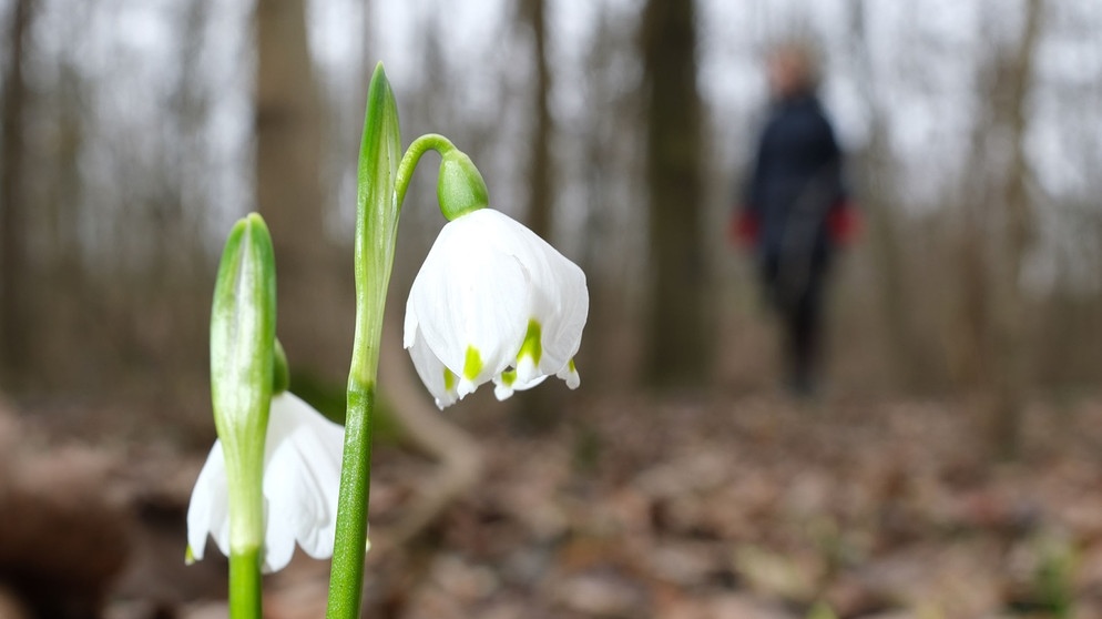 Weisse Blüten | Bildquelle: Picture alliance/dpa