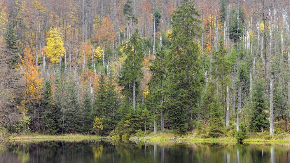 Mischwald im Herbst an der Martinsklause im Nationalpark Bayerischer Wald | Bildquelle: picture-alliance/dpa