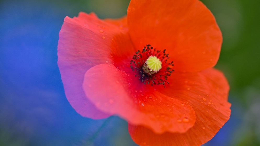 Große Blüte des Klatschmohn | Bildquelle: Picture alliandpa