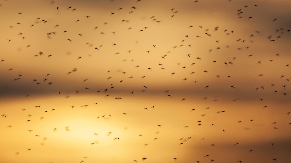 Hochzeitsflug von vielen Mücken | Bildquelle: picture alliance / imageBROKER / Stefan Arendt