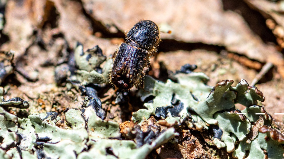 ARCHIV - 12.06.2020, Bayern, Neuschönau: Ein Borkenkäfer im Nationalpark Bayerischer Wald. (zu dpa: «Nationalpark Bayerischer Wald: Neuer Podcast zum Borkenkäfer») Foto: Armin Weigel/dpa +++ dpa-Bildfunk +++ | Bildquelle: dpa-Bildfunk/Armin Weigel