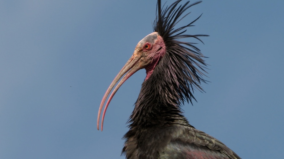 Der Waldrapp wird auch Schopfibis genannt. | Bildquelle: BR/Längengrad Filmproduktion GmbH/WDR/Erik Sick