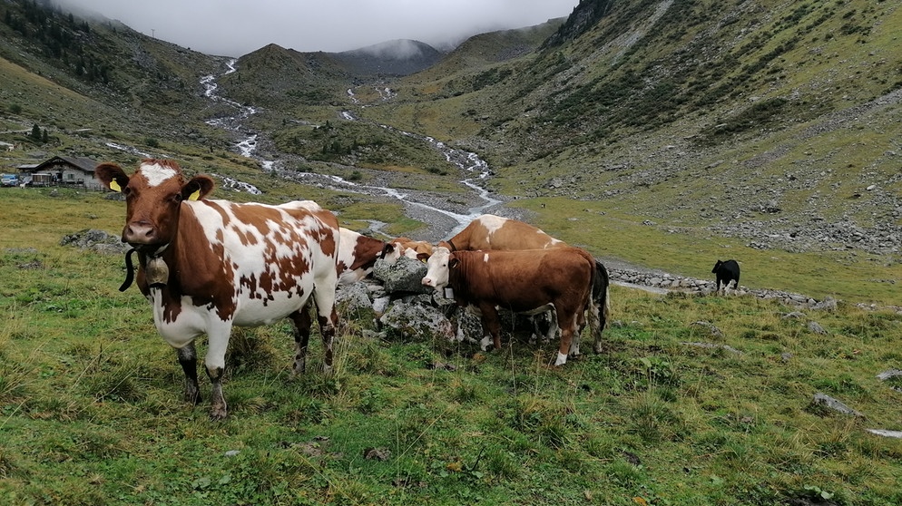 Seit Jahrhunderten schon bringen Bauern aus dem Südtiroler Ahrntal ihre Rinder ins salzburgische Pinzgau, wo sie seit jeher Weide- und Besitzrechte haben. Diese Tiere finden saftiges Gras auf der 1.800 Meter hoch gelegenen Innerkeesalm. | Bildquelle: BR/Brigitte Kornberger
