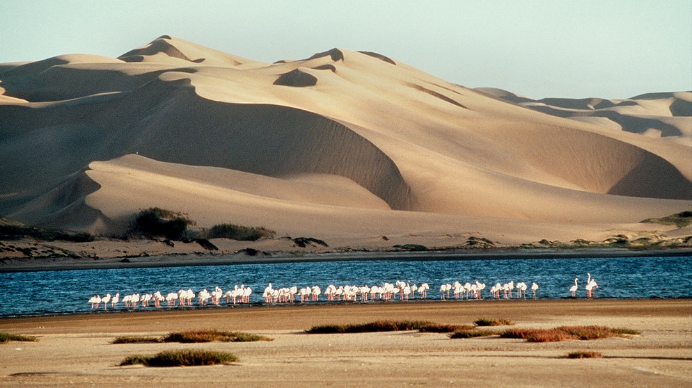 Flamingos in einer Lagune an der Küste Namibias. | Bildquelle: BR/WDR/Patrick Morris