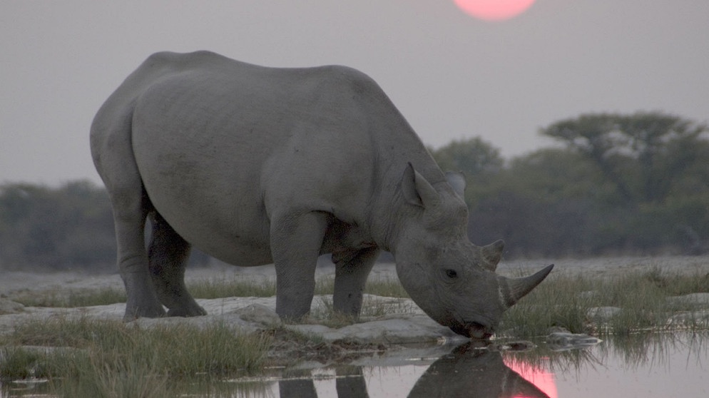 An einem Wasserloch wartet ein Spitzmaul-Nashorn darauf, dass seine Artgenossen eintreffen. Fast jeden Abend kommen an diesem Platz bis zu 15 Tiere zusammen. Der Ort wird geheim gehalten, weil die Nashörner von Wilderen stark bedroht sind. | Bildquelle: BBC/BR/WDR/Paul Behem