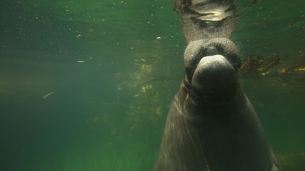 Bis zu zwanzig Minuten kann eine Amazonas-Seekuh unter Wasser bleiben. Nur im wasserreichsten Strom der Erde, dem Amazonas, leben Seekühe im Süßwasser. Ihr Lebensraum steht in weiten Teilen allerdings vor dem ökologischen Kollaps. | Bildquelle: BR