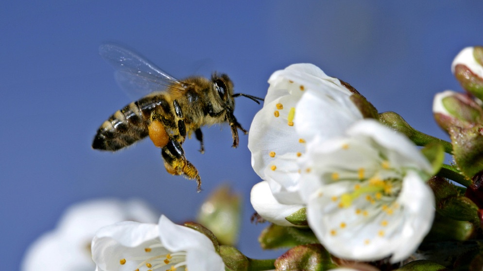 Eine Honigbiene an Apfelblüten. | Bildquelle: BR/Steffen Sailer